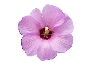Fototapeta na wymiar Lilac hibiscus isolated