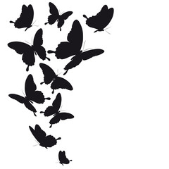 black butterfly, isolated on a white