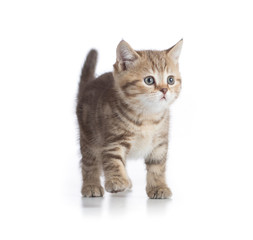 Young cat walking front view isolated