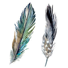 Obraz premium Watercolor bird feather from wing isolated. Aquarelle feather for background, texture, wrapper pattern, frame or border.