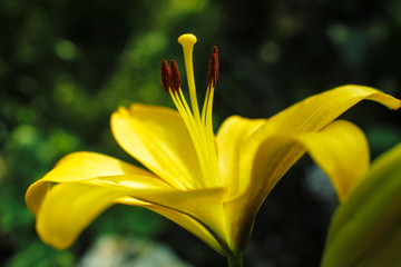 Pistil and stamen of yellow lily flower in the garden close up