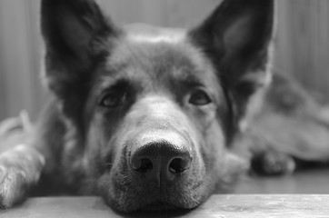 Sad dog in B&W, retro style (selective focus on the dog nose)