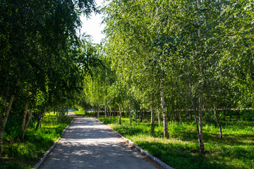Fototapeta na wymiar Alley with young birch trees in a park on summer