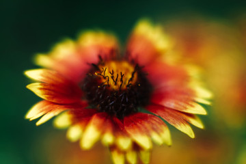 Red and yellow coneflower flower bud in the garden soft focus close up