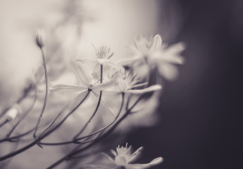 Black and white virginsbower (clematis) flowers soft focus close up