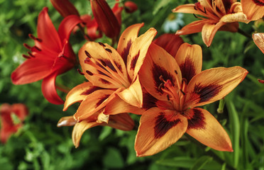 Bright orange tiger lilies in the garden close up