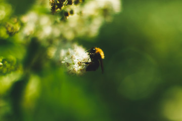Meadowsweet (spirea) with bumblebee close up selective focus