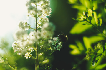 Meadowsweet (spirea) with bumblebee close up selective focus
