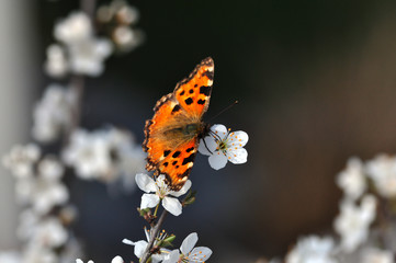papillon sur fleurs