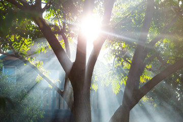 Ray of light pass through a tree with a walking traveller