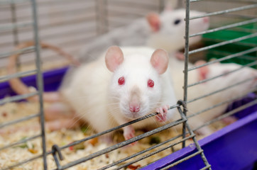 Curious white laboratory rat looking out of a cage, shallow DOF with selective focus on the rat eyes
