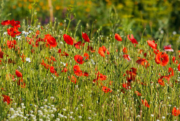 Poppies blossom on the field