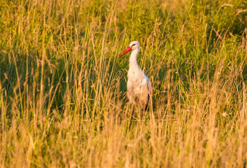 Stork hunting in grass