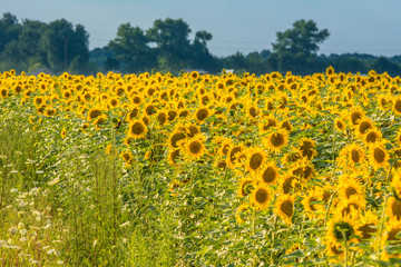 Sunflowers under blue sky in evening