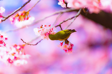 The Japanese White-eye and cherry blossoms. Located in Tokyo Prefecture Japan.