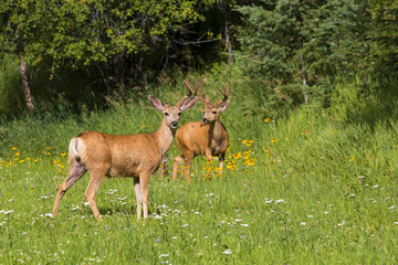Pair of Colorado Mule Deer Bucks in a field of wildflowers