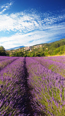 Naklejka na ściany i meble Field of lavender in the south of france. Little village in der mountains. A beautiful smell in der fields of lavender. Hold in and relax.