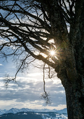 Wintersonne durch Baum