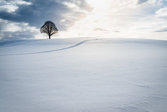 schneebedecktes Feld mit einsamem Baum
