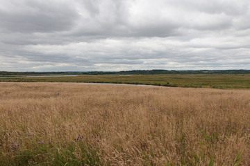 Water meadow landscape, St Aidan's nature reserve, Leeds