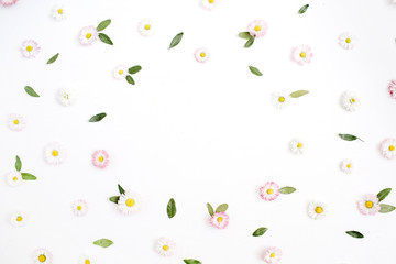 Floral frame with space for text made of white and pink chamomile daisy flowers, green leaves on white background. Flat lay, top view. Daisy background. Frame of flower buds.