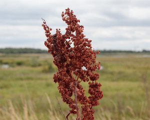 Brown plant against landscape background