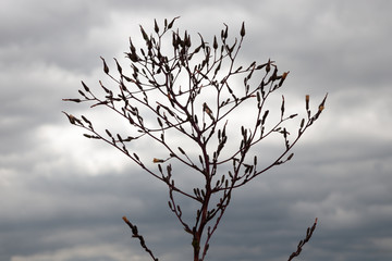Plant silhouetted against moody sky