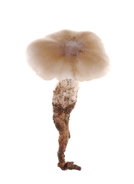  termite mushroom isolated on white background.