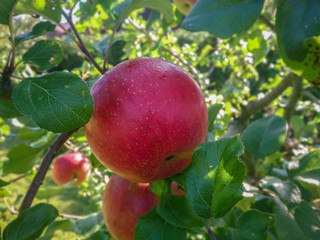 Roter Apfel