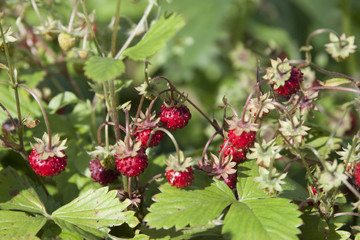 Wild strawberry