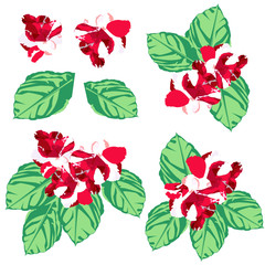 The two impatiens is red and white. the flower is vector for object with two blossom, two leaf and three bouquet of impatiens.