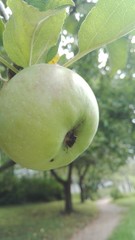 reife Äpfel am Baum