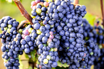 Weintrauben (reifen)