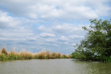 Dried bulrush reeds cattail on Danuve river