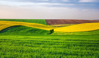 Agricultural fields