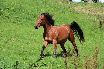 braunes western pferd in bewegung auf der koppel