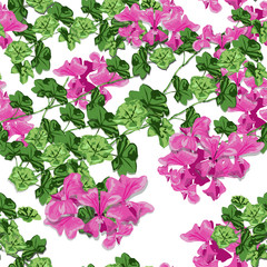 The Geranium in spring. Pink flower design is vector for seamless pattern and background