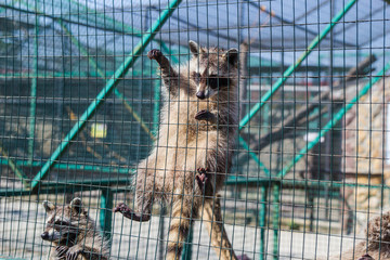 Raccoon hanging on cage in zoo