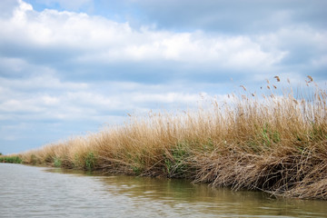 Dried bulrush reeds cattail on Danuve river