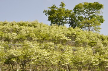 ドウダンツツジ