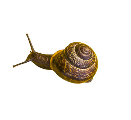 Grape snail isolated on white background