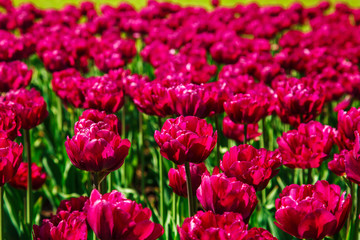  Amazing view of colorful  tulips in the garden.