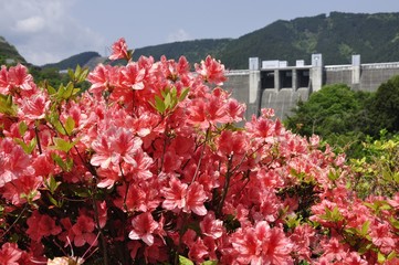 中津川,宮ヶ瀬ダム,宮ヶ瀬湖,渓谷,春,新緑,緑,川,みどり,グリーン,湖,樹木,木,河川,木立,自然