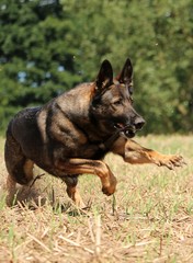 rennender schäferhund auf einem Stoppelfeld