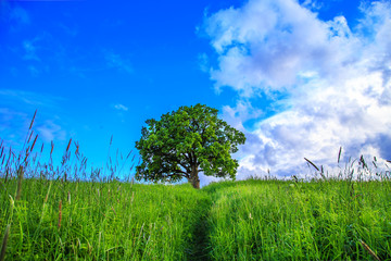 Fototapeta na wymiar Lonely tree in a green field.