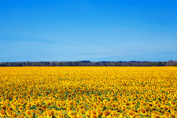 Obraz premium Field of sunflowers in the summer noon.
