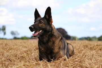 schäferhund liegt auf einem stoppelfeld