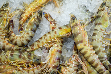 Obraz na płótnie Canvas Shrimps