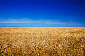  Field of wheat in the summer noon.