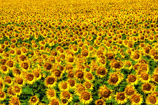 Field of sunflowers in the summer noon.